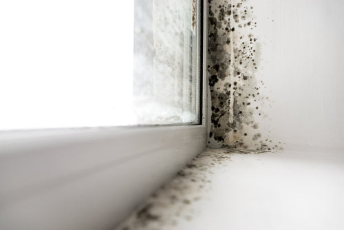 Tips for Maintaining Mould